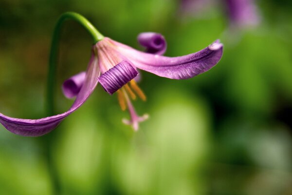 Foto Fiore sfocatura carta da parati