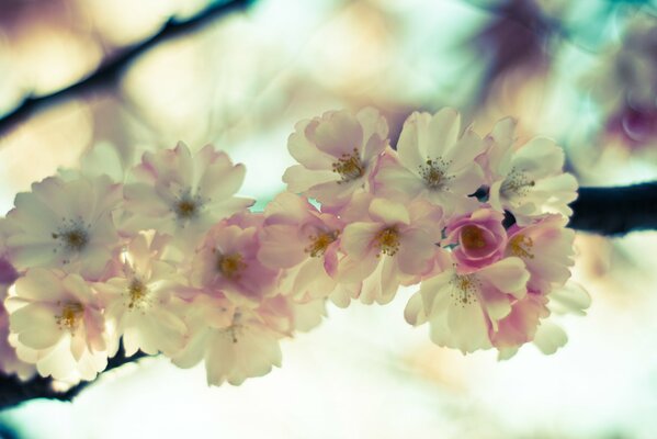 Delicate petals of cherry blossoms
