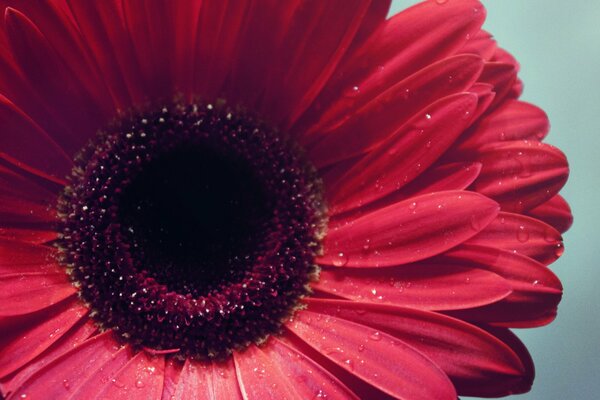 Flor de gerbera roja con gotas de rocío , macro