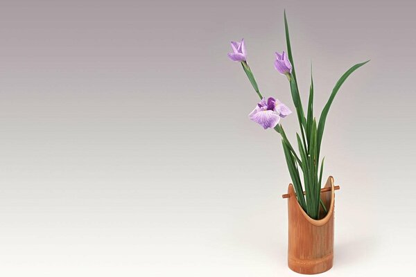 A bouquet of irises on a gray background