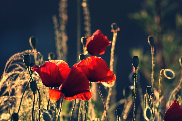 Photos of red poppies and buds at dawn