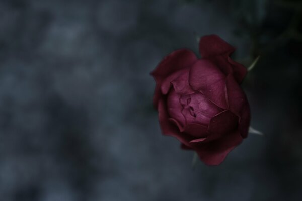 Rosa Bud textura flor naturaleza