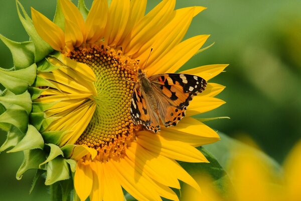 Mottled butterfly on a sunflower flower