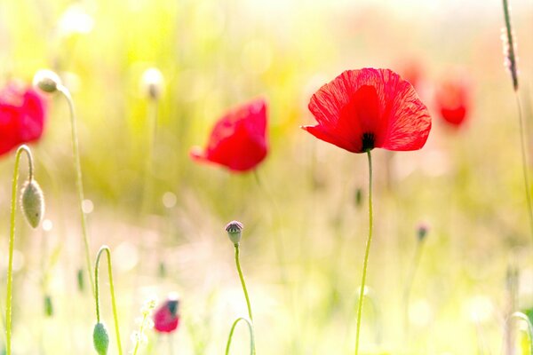 Photos of poppies on the field. Poppies near