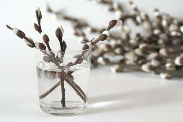 Branches de saule dans un vase