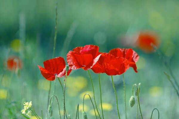 Red poppies in a field on a blurry background