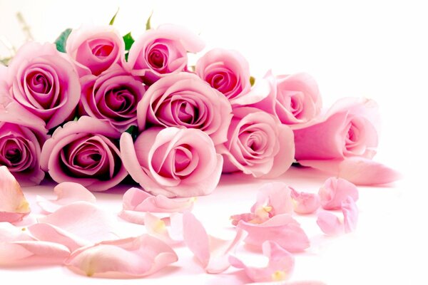 Bouquet of delicate pink roses