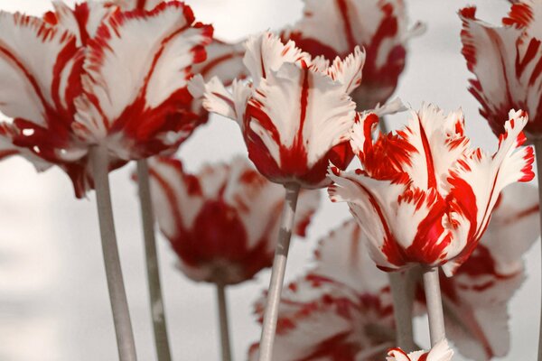 Бело-красные весенние тюльпаны на белом фоне