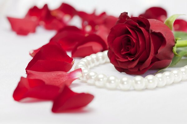 Red rose and pearl beads