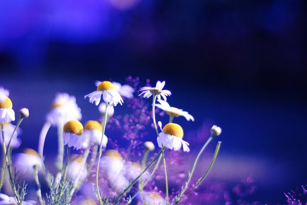 Am Abend gesenkte Gänseblümchen