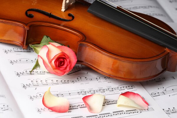 Fleur de rose avec violon sur cahier de musique