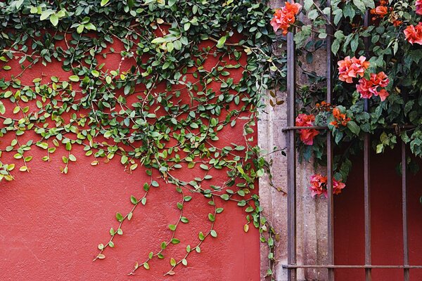 Sul muro pianta rampicante fiori rossi bello