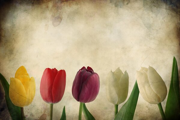 Tulipanes grunge con textura sobre papel