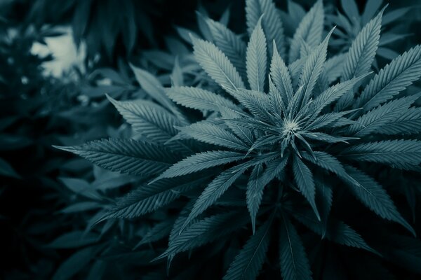 Marijuana leaves on a dark background