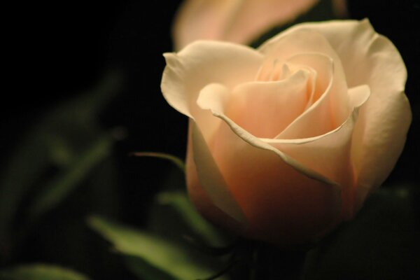 Rosa beige su sfondo scuro