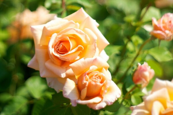 Roses parfumées de votre humeur
