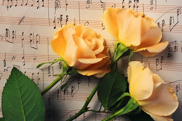 Yellow roses on a music notebook