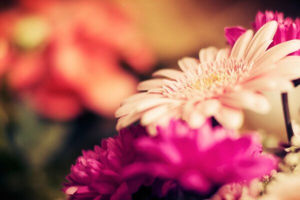 Focus on the gerbera flower with pink petals