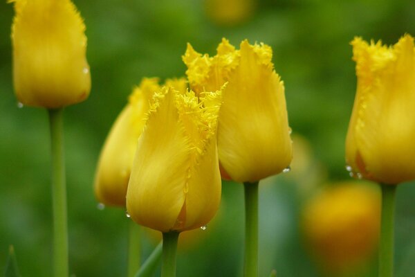 Gelbe Tulpenknospen in Tautropfen