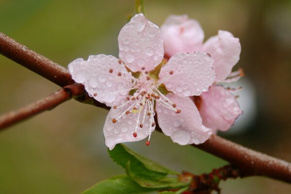 Pink flowers in drops at close range