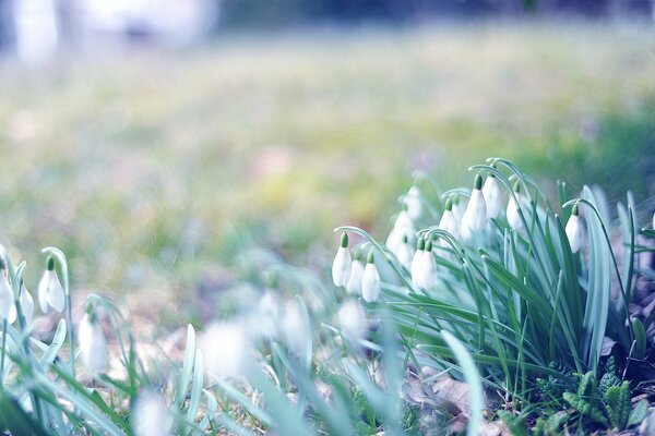 Perce-neige en fleurs dans une clairière forestière