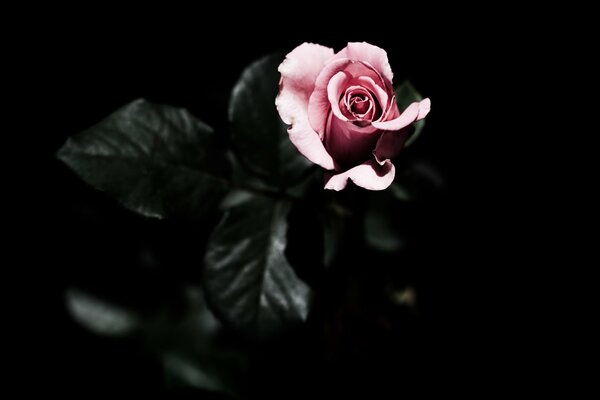 Pink rose on a black background