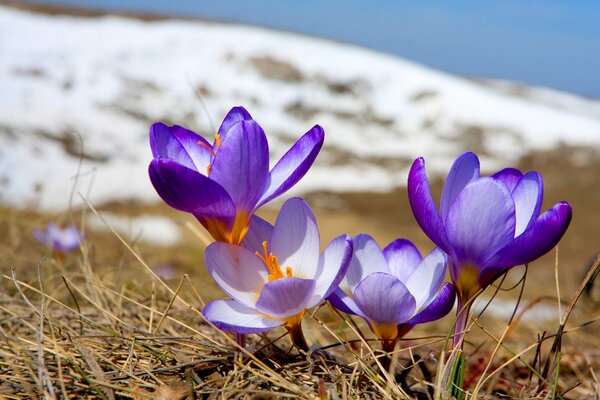 Весенние фиолетовые крокусы пробивающиеся из земли посреди снега