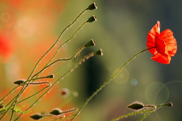 Red poppy flower on a thin stalk