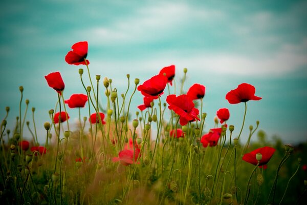 Feld der roten hellen Mohnblumen