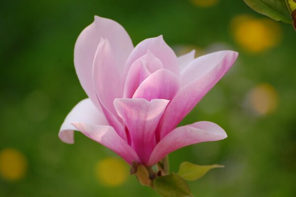 Fiore di magnolia rosa su sfondo sfocato