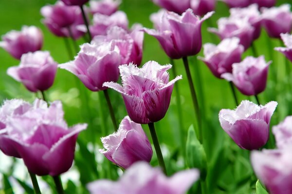 Pąki wiosennych kwiatów tulipanów makro