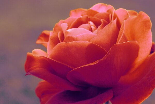 Belle rose tendre de macro shot