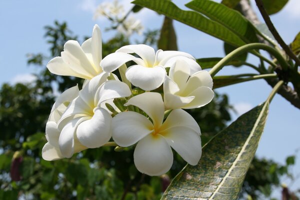 Beautiful white magnolias in Thailand