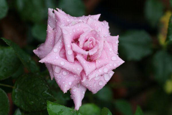 Rosa aperta dopo la pioggia. Fotografia macro