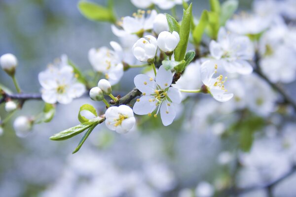 Weiße Blütenblätter und Knospen von Apfelblüten im Garten