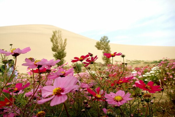 Pink flowers in summer in the wild