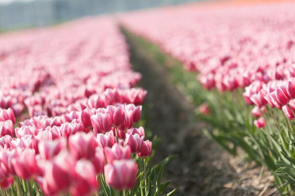 Tulip plantations. Pale pink flowers