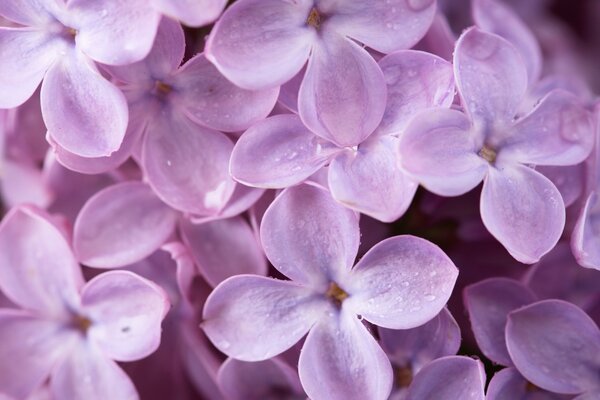 Apertura de primavera de pétalos de lila