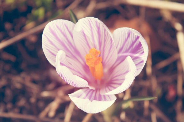 Krokus. Weiß-rosa Blütenblätter