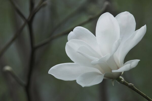 The most delicate magnolia on a gray background