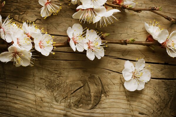 Apple tree flowers on a wooden board