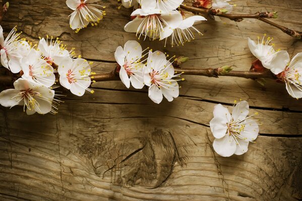 Fleurs de pommier sur planche de bois