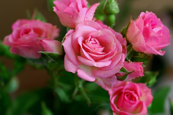 Bouquet of five beautiful pink roses