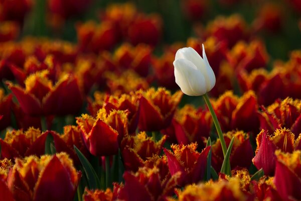 Weiße Tulpe auf dem Hintergrund eines Meeres von roten Tulpen