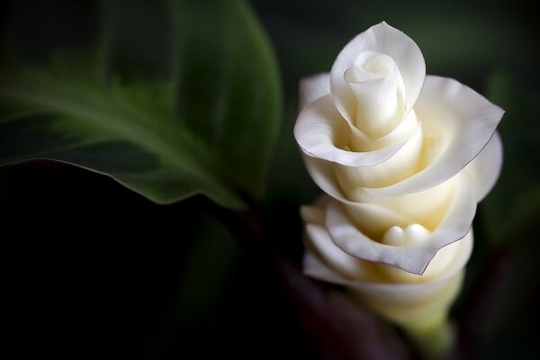 Unusual white flower macro shooting