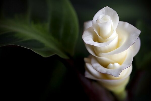 Photographie macro fleur blanche inhabituelle