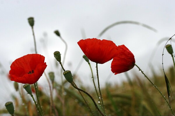 Raindrops on red poppies