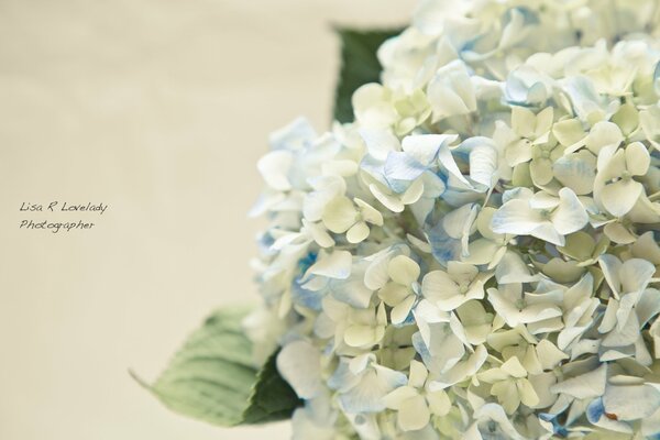 Fleurs délicates d hortensia dans des tons pastel