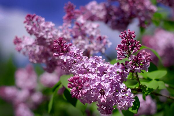 Lilac in summer against the sky