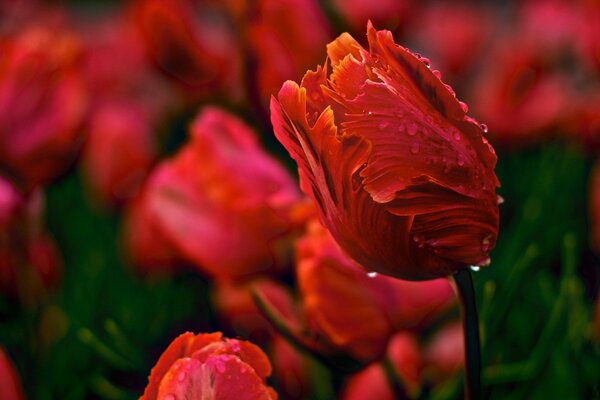 Tulipes rouges après la pluie